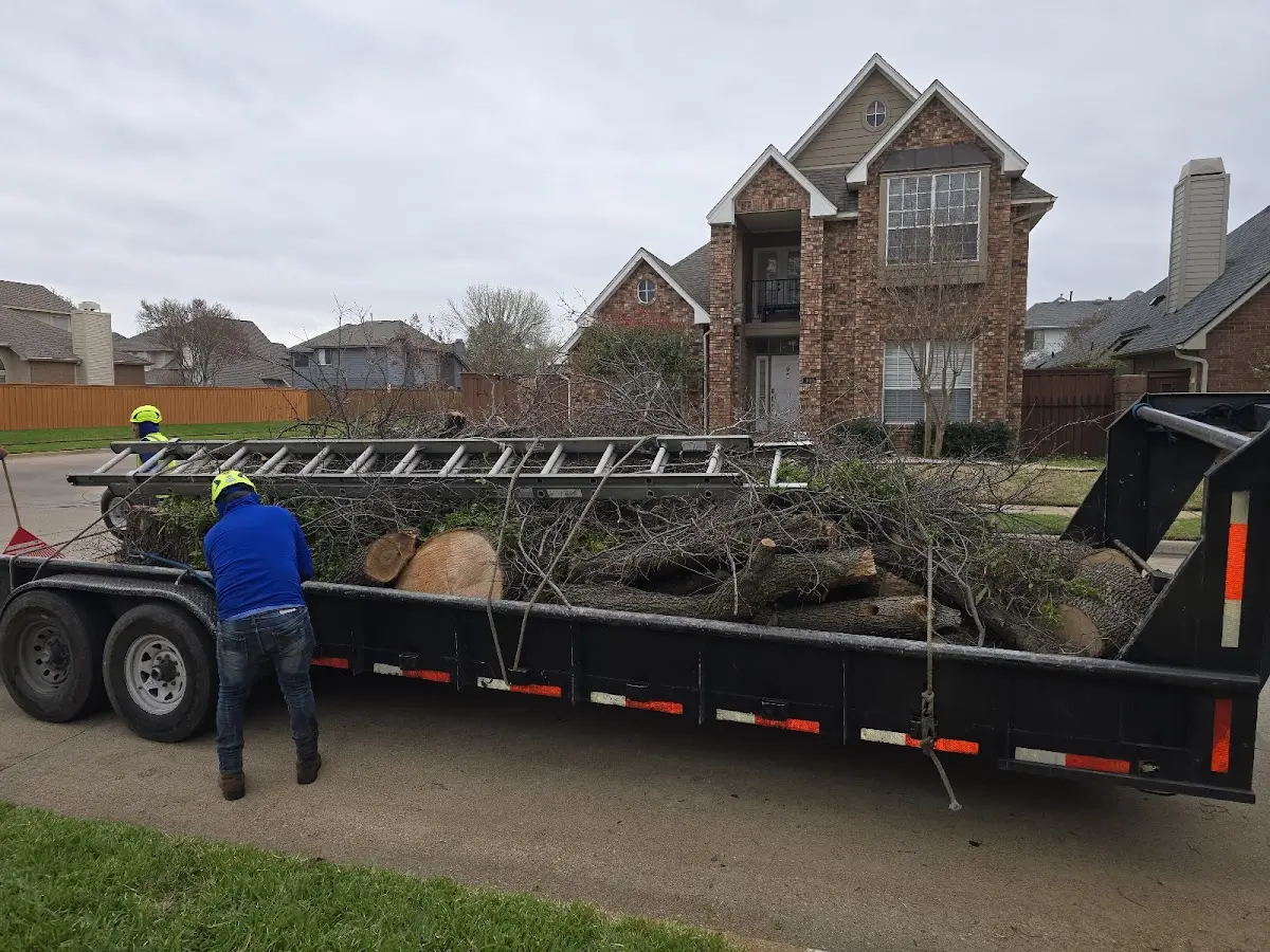 Expert Tree Removal with proper safety equipment in Granger